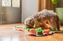 SNUFFIES® Snuffelmat Belle 60x50cm – Snuffelmat – Snuffelmatten - Honden Speelgoed - Honden Speelgoed Intelligentie - Snuffelmat Hond - Snuffelmatten – Hersenwerk – Honden Speeltjes – Puppy - Puppy Speelgoed - Honden Denkspelletjes 22 SNUFFIES® Snuffelmat Belle 60x50cm – Snuffelmat – Snuffelmatten - Honden Speelgoed - Honden Speelgoed Intelligentie - Snuffelmat Hond - Snuffelmatten – Hersenwerk – Honden Speeltjes – Puppy - Puppy Speelgoed - Honden Denkspelletjes -Hondenspeelgoed Winkel 1200x783