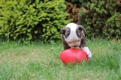 Jolly Pets Jolly Egg Hondenspeelgoed – Stevige Hondenbal – Gemaakt Van Extreem Duurzaam Kunststof – Geschikt Voor De Grotere Hond – Hondenspeeltjes – Weerbestendig - 30cm – Rood -Hondenspeelgoed Winkel 1200x799 14