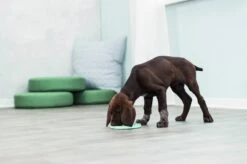 Trixie Junior Likplaat Mintgroen (15X15 CM) -Hondenspeelgoed Winkel 1200x799 17