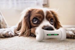 Wickedbone - Automatisch, Interactief En Intelligent Speelgoed Voor Honden - App & Bluetooth Bestuurbaar - USB Oplaadbaar -Hondenspeelgoed Winkel 1200x799 19