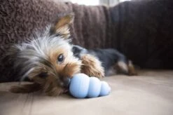 Kong Puppy - Kauwbot Hondenspeelgoed Small - Kauwbot - 85mm X 42mm - Groen/Wit -Hondenspeelgoed Winkel 1200x799 23