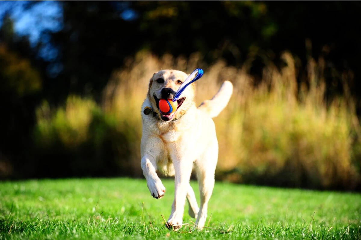 Chuckit! Chuckit Ultra Tug Medium 4 Chuckit! Chuckit Ultra Tug Medium - Afbeelding 2