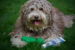 Tandenborstel + TANDPASTA Hond Melk Geur Smaak En Piep Honden Speelgoed - Cactus Dog Toy Tandverzorging Kauwbotten Hondenspeelgoed Hondenbot Kauwstaaf Tanden Puppy Hondenspeeltje Sterk Kauwspeelgoed - Dutchwide -Hondenspeelgoed Winkel 1200x800 112