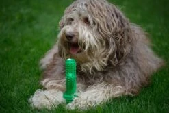 Tandenborstel + TANDPASTA Hond Melk Geur Smaak En Piep Honden Speelgoed - Cactus Dog Toy Tandverzorging Kauwbotten Hondenspeelgoed Hondenbot Kauwstaaf Tanden Puppy Hondenspeeltje Sterk Kauwspeelgoed - Dutchwide -Hondenspeelgoed Winkel 1200x800 113