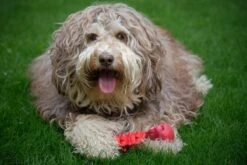 Kauwbot Hond Extra Sterk Kauwspeelgoed Melk Geur Smaak Honden Speelgoed - Rood Wit - Dutchwide 16 Kauwbot Hond Extra Sterk Kauwspeelgoed Melk Geur Smaak Honden Speelgoed - Rood Wit - Dutchwide -Hondenspeelgoed Winkel 1200x800 114