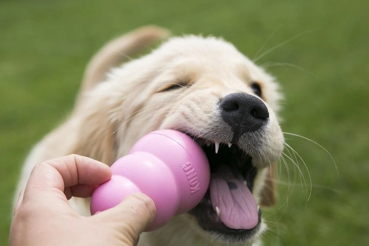 Kong Puppy - Hondenspeelgoed - Assorti - M 18 Kong Puppy - Hondenspeelgoed - Assorti - M - Afbeelding 16