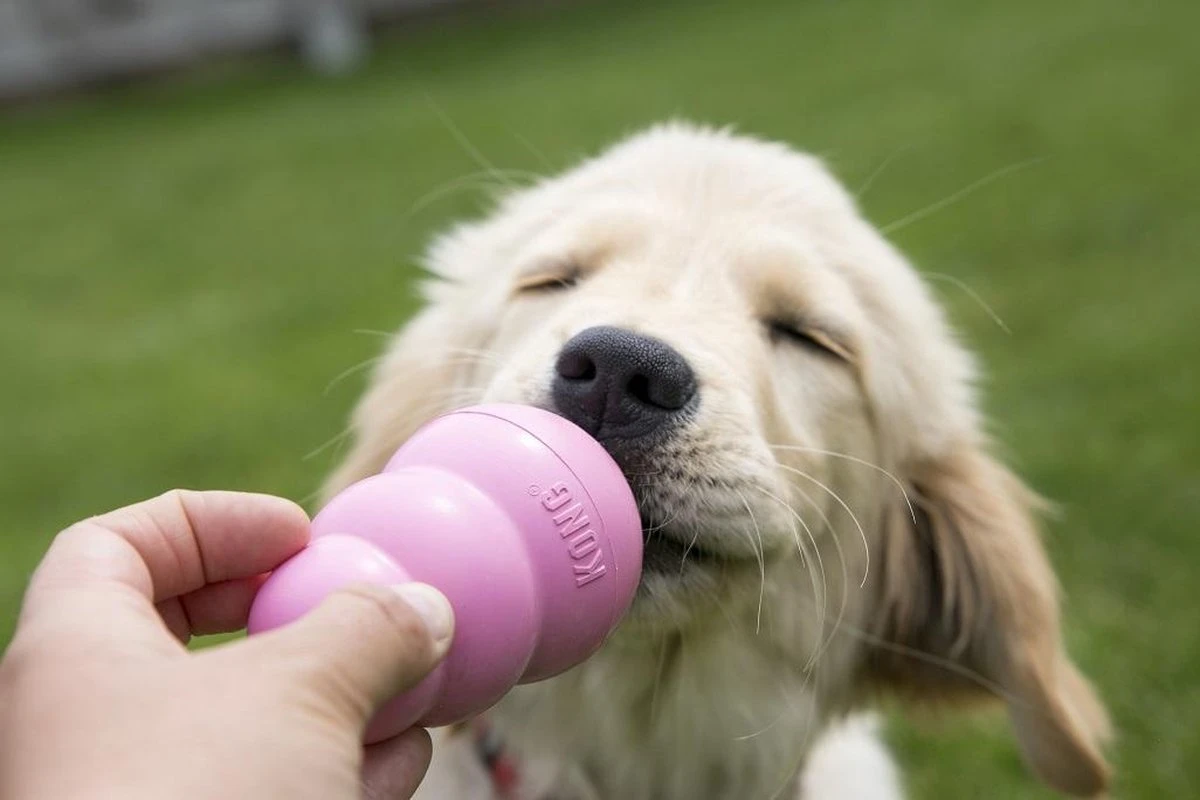 Kong Puppy - Hondenspeelgoed - Assorti - M 19 Kong Puppy - Hondenspeelgoed - Assorti - M - Afbeelding 17