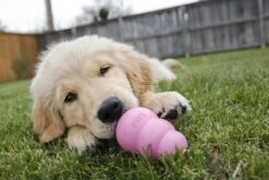 Kong Puppy - Hondenspeelgoed - Assorti - M 39 Kong Puppy - Hondenspeelgoed - Assorti - M -Hondenspeelgoed Winkel 1200x800 132