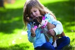 Kong Puppy - Hondenspeelgoed - Assorti - M 41 Kong Puppy - Hondenspeelgoed - Assorti - M -Hondenspeelgoed Winkel 1200x800 133