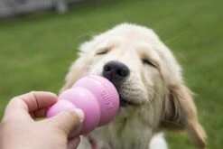 Kong Puppy - Kauwbot Hondenspeelgoed Small - Kauwbot - 85mm X 42mm - Groen/Wit -Hondenspeelgoed Winkel 1200x800 138