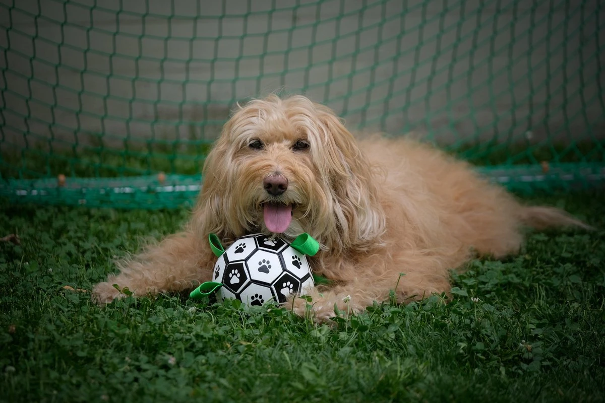 Honden Speelgoed Bal Voetbal Extra Sterk Met Handvaten Ball Hondenbal - 15 Cm - Dutchwide 8 Honden Speelgoed Bal Voetbal Extra Sterk Met Handvaten Ball Hondenbal - 15 Cm - Dutchwide - Afbeelding 6