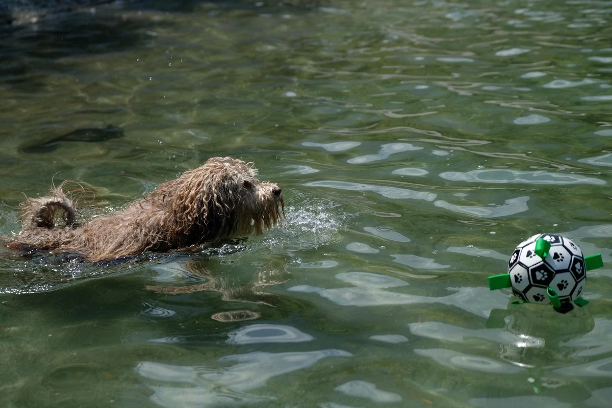 Honden Speelgoed Bal Voetbal Extra Sterk Met Handvaten Ball Hondenbal - 15 Cm - Dutchwide 13 Honden Speelgoed Bal Voetbal Extra Sterk Met Handvaten Ball Hondenbal - 15 Cm - Dutchwide - Afbeelding 11