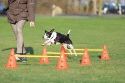 Trixie Dog Activity Hordenset - 3 ST 25 Trixie Dog Activity Hordenset - 3 ST -Hondenspeelgoed Winkel 1200x800 152