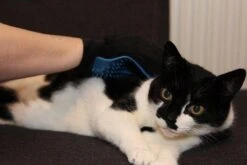 Merkloos Vachtverzorgingshandschoen 31 Merkloos Vachtverzorgingshandschoen -Hondenspeelgoed Winkel 1200x800