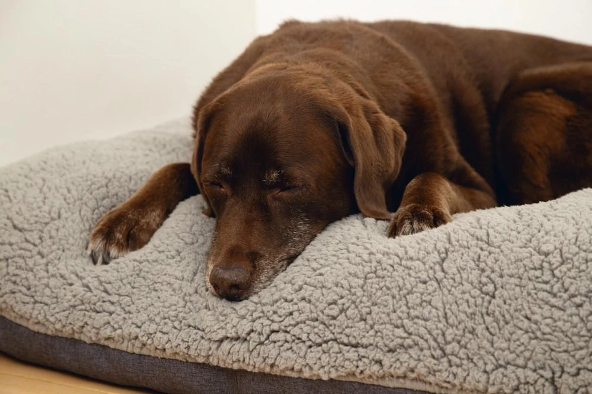 Beeztees Ruba - Orthopedisch Hondenkussen - Grijs - 100x70cm 4 Beeztees Ruba - Orthopedisch Hondenkussen - Grijs - 100x70cm - Afbeelding 2