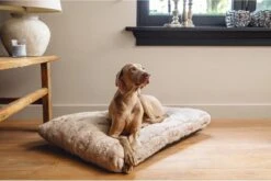 Designed By Lotte Hondenkussen Pluche Xanti Beige 100 X 68 X 5 Cm 8 Designed By Lotte Hondenkussen Pluche Xanti Beige 100 X 68 X 5 Cm -Hondenspeelgoed Winkel 1200x804 2