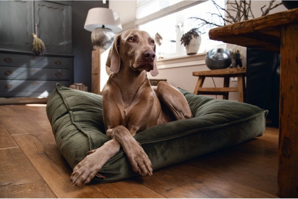 Designed By Lotte Nalino - Hondenkussen - Fluweel - Groen - 100x70x15 Cm 4 Designed By Lotte Nalino - Hondenkussen - Fluweel - Groen - 100x70x15 Cm - Afbeelding 2