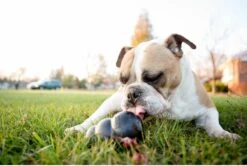 Kong Extreme 25 Kong Extreme -Hondenspeelgoed Winkel 1200x805 2