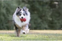 Kong Kauwbot - Hondenspeelgoed - Rood - S -Hondenspeelgoed Winkel 1200x806 6