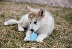 Puppy Kong - Small - Hondenspeeltje - Honden - Speelgoed - Pup -Hondenspeelgoed Winkel 1200x815 1