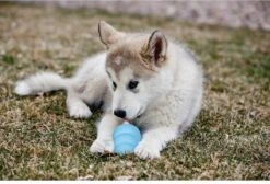 Kong Puppy - Hondenspeelgoed - Assorti - L -Hondenspeelgoed Winkel 1200x818 1