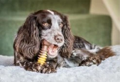 Nylabone Extreme Kauwbot Met Rund- En Kaassmaak - Voor Krachtige Kauwers - In S/M/XL - X-Large 27 Nylabone Extreme Kauwbot Met Rund- En Kaassmaak - Voor Krachtige Kauwers - In S/M/XL - X-Large -Hondenspeelgoed Winkel 1200x823