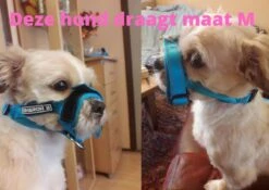 Sharon B Muilkorf Paars Maat M - Fleece - Wasbaar - Reflecterend -Hondenspeelgoed Winkel 1200x852 1