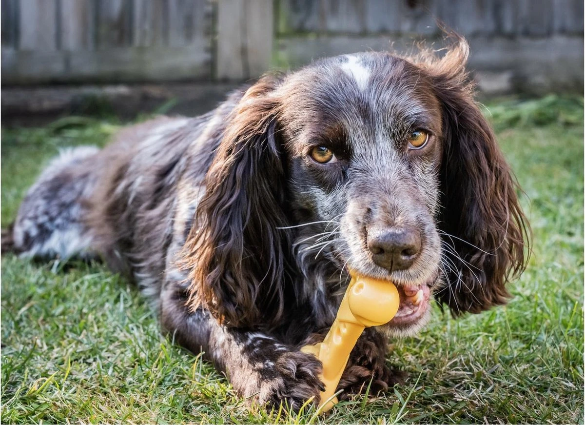 Nylabone Durable Cheese Bone - M 4 Nylabone Durable Cheese Bone - M - Afbeelding 2