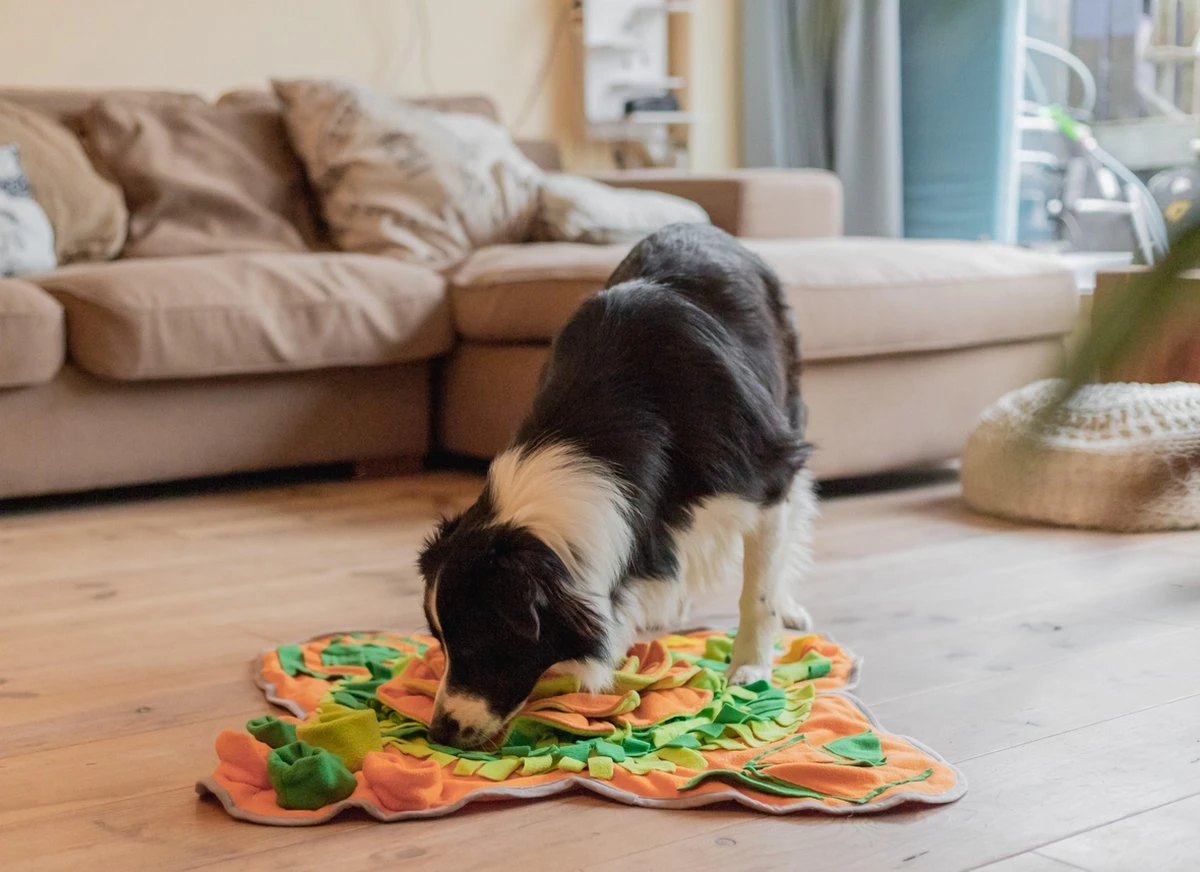 SNUFFIES® Snuffelmat Belle 60x50cm – Snuffelmat – Snuffelmatten - Honden Speelgoed - Honden Speelgoed Intelligentie - Snuffelmat Hond - Snuffelmatten – Hersenwerk – Honden Speeltjes – Puppy - Puppy Speelgoed - Honden Denkspelletjes 7 SNUFFIES® Snuffelmat Belle 60x50cm – Snuffelmat – Snuffelmatten - Honden Speelgoed - Honden Speelgoed Intelligentie - Snuffelmat Hond - Snuffelmatten – Hersenwerk – Honden Speeltjes – Puppy - Puppy Speelgoed - Honden Denkspelletjes - Afbeelding 5