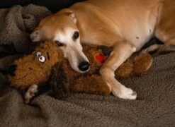 Merkloos Hondenknuffel - Puppyknuffel Met Hartslag - Knuffel Met Hartslag - Antistress Hond - Hondenspeelgoed 17 Merkloos Hondenknuffel - Puppyknuffel Met Hartslag - Knuffel Met Hartslag - Antistress Hond - Hondenspeelgoed -Hondenspeelgoed Winkel 1200x875 1