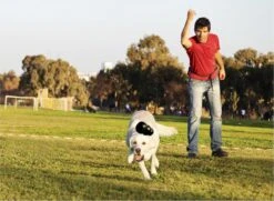 Kong Extreme 41 Kong Extreme -Hondenspeelgoed Winkel 1200x881 1