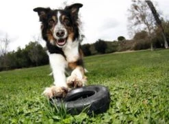 Kong Traxx Hondenspeelgoed - Rubber - M/L- Zwart 16 Kong Traxx Hondenspeelgoed - Rubber - M/L- Zwart -Hondenspeelgoed Winkel 1200x886 1