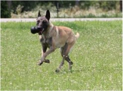 Kong Extreme 27 Kong Extreme -Hondenspeelgoed Winkel 1200x887 1