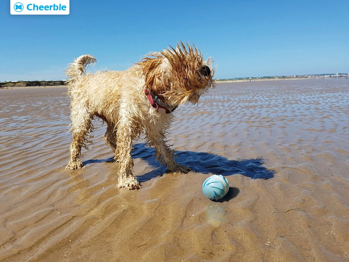 Cheerble Wicked Ball W1| Blauw| Zelf Rollende Bal Voor Honden | 3 Automatische Speelmodi | Interactief En Intelligentie Hondenspeelgoed | Hondenspeeltje| USB Oplaadbaar 7 Cheerble Wicked Ball W1| Blauw| Zelf Rollende Bal Voor Honden | 3 Automatische Speelmodi | Interactief En Intelligentie Hondenspeelgoed | Hondenspeeltje| USB Oplaadbaar - Afbeelding 5