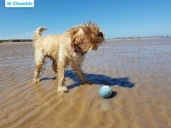 Cheerble Wicked Ball W1| Geel| Zelf Rollende Bal Voor Honden | 3 Automatische Speelmodi | Interactief En Intelligentie Hondenspeelgoed | Hondenspeeltje| USB Oplaadbaar -Hondenspeelgoed Winkel 1200x900 17