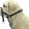 Beeztees Dog Control - Halsband Hond - Zwart - M 2 Beeztees Dog Control - Halsband Hond - Zwart - M -Hondenspeelgoed Winkel 1200x917 1