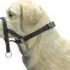 Beeztees Dog Control - Halsband Hond - Zwart - M-Speciaal -Hondenspeelgoed Winkel 1200x917 2