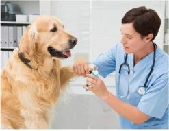 Woodoro Nagelknipper Nagelvijl Nagelschaar Voor Hond En Kat - Incl. Veiligheidsstop -Hondenspeelgoed Winkel 1200x928 1