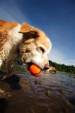 Chuckit! Ultra Ball M – Honden Speelgoed – Hondenbal– Drijft Op Water – Stuitert – Veilig Voor Gebit – Honden Bal – Ideaal Met De Ballenwerper – Ø 6cm – Oranje/Blauw – Hondenspeeltjes– 4-Pack -Hondenspeelgoed Winkel 797x1200 1