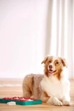 Nina Ottosson - Hondenspel - Dog Brick -Hondenspeelgoed Winkel 799x1200 4