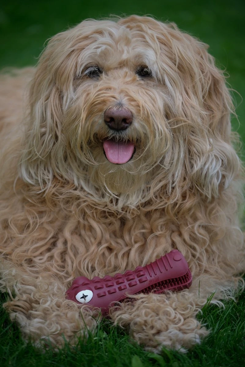 Tandenborstel Hond Melk Geur Smaak En Piep Honden Speelgoed Dog Toy - Krokodil Groen - Dutchwide 10 Tandenborstel Hond Melk Geur Smaak En Piep Honden Speelgoed Dog Toy - Krokodil Groen - Dutchwide - Afbeelding 8