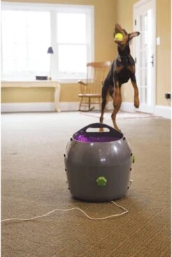 PetSafe Automatische Ballenwerper - Dierenspeelgoed -Hondenspeelgoed Winkel 806x1200