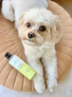 Fresh & Fluffy - Hondenshampoo Kamille / Patchouli - Geschikt Voor Alle Hondenrassen - Natuurlijk & Vegan Voor De Gevoelige Huid - 250ml 9 Fresh & Fluffy - Hondenshampoo Kamille / Patchouli - Geschikt Voor Alle Hondenrassen - Natuurlijk & Vegan Voor De Gevoelige Huid - 250ml -Hondenspeelgoed Winkel 899x1200 1