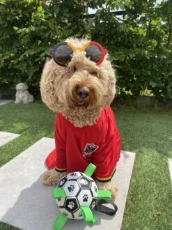 Honden Speelgoed Bal Voetbal Extra Sterk Met Handvaten Ball Hondenbal - 15 Cm - Dutchwide 23 Honden Speelgoed Bal Voetbal Extra Sterk Met Handvaten Ball Hondenbal - 15 Cm - Dutchwide -Hondenspeelgoed Winkel 899x1200 16