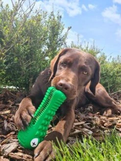 Tandenborstel Hond Melk Geur Smaak En Piep Honden Speelgoed Dog Toy - Krokodil Groen - Dutchwide 20 Tandenborstel Hond Melk Geur Smaak En Piep Honden Speelgoed Dog Toy - Krokodil Groen - Dutchwide -Hondenspeelgoed Winkel 900x1200 18