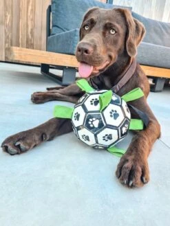 Honden Speelgoed Bal Voetbal Extra Sterk Met Handvaten Ball Hondenbal - 15 Cm - Dutchwide 22 Honden Speelgoed Bal Voetbal Extra Sterk Met Handvaten Ball Hondenbal - 15 Cm - Dutchwide -Hondenspeelgoed Winkel 900x1200 19