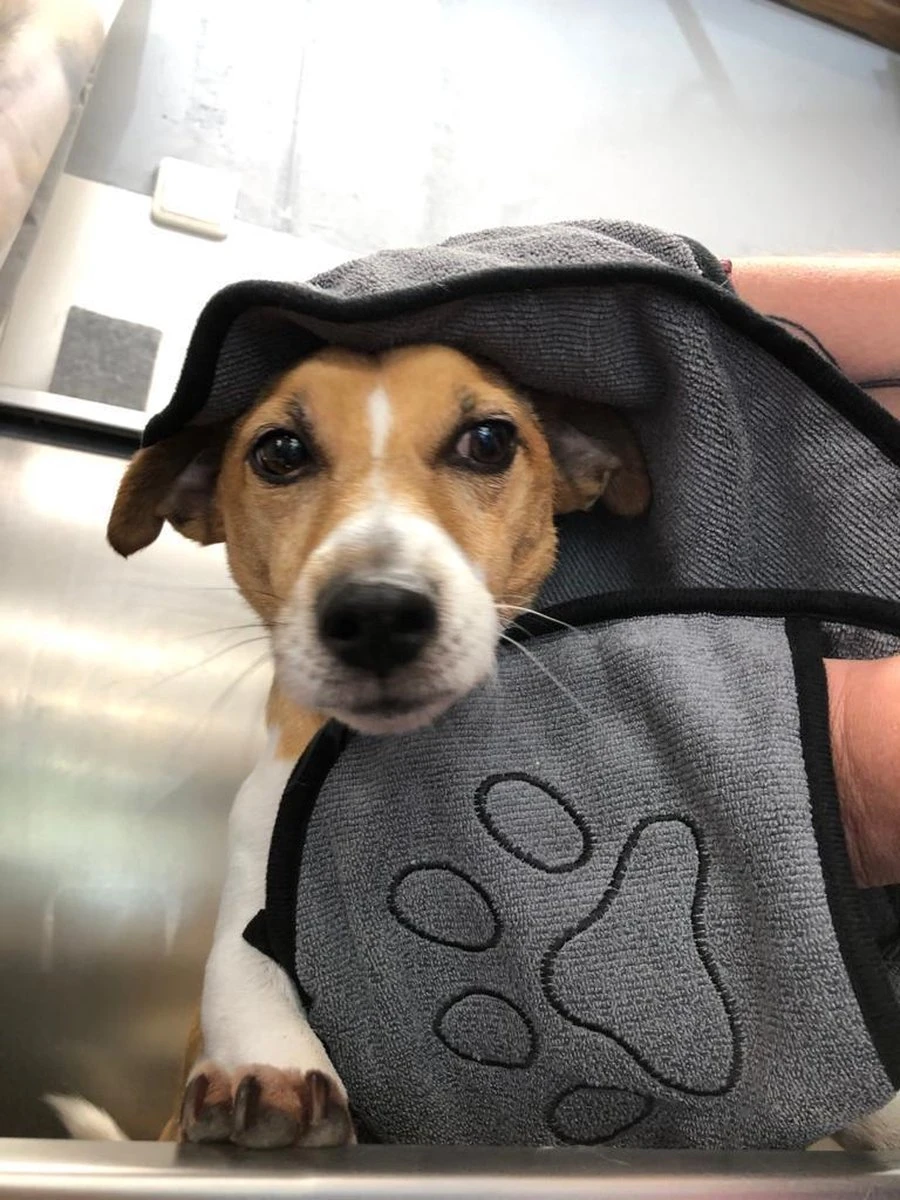 N4dogs – Hondenhanddoek – Honden Handdoek – Microvezel Handdoek – Handdoek Hond – Droogdoek Hond – Dierendeken – Sterk Absorberend – Handdoek Met Zakken - Grijs - 66 X 23 Cm 3 N4dogs – Hondenhanddoek – Honden Handdoek – Microvezel Handdoek – Handdoek Hond – Droogdoek Hond – Dierendeken – Sterk Absorberend – Handdoek Met Zakken - Grijs - 66 X 23 Cm