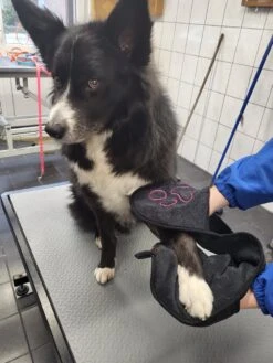 N4dogs – Hondenhanddoek – Honden Handdoek – Microvezel Handdoek – Handdoek Hond – Droogdoek Hond – Dierendeken – Sterk Absorberend – Handdoek Met Zakken - Zwart - 66 X 23 Cm -Hondenspeelgoed Winkel 900x1200 6