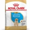 Royal Canin Labrador Retriever Junior 12 KG -Hondenspeelgoed Winkel 904x1200 2