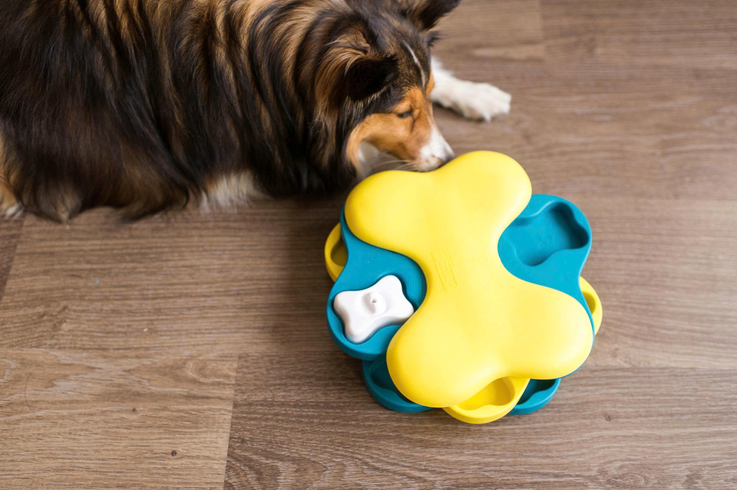 Hondenspeelgoed Winkel -Hondenspeelgoed Winkel z6791297162504 37c7d1d8eef12da80d3d971124ec4310